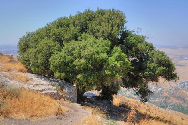elon moreh (possibly the oak where abram built his altar_), biblewalks
