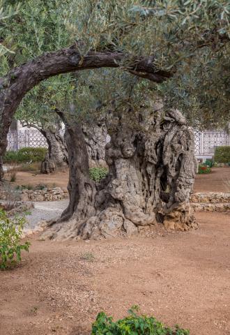 gethsemane, land of the bible