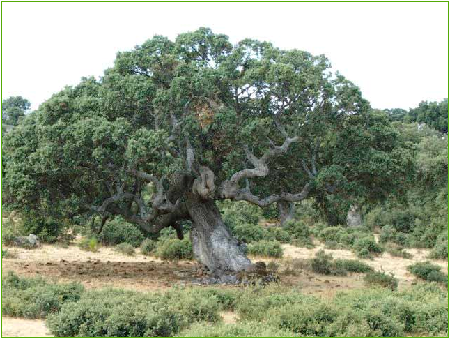 oak of mamre