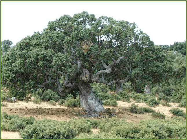 oak of mamre